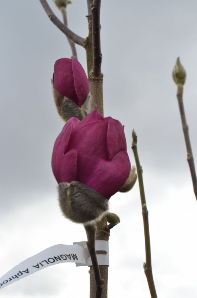 Šiai magnolijai taip pat dar per anksti žydėti lauke, tad po pirmų šalnų (o jų tikrai dar bus) puošnūs žiedai nušals.