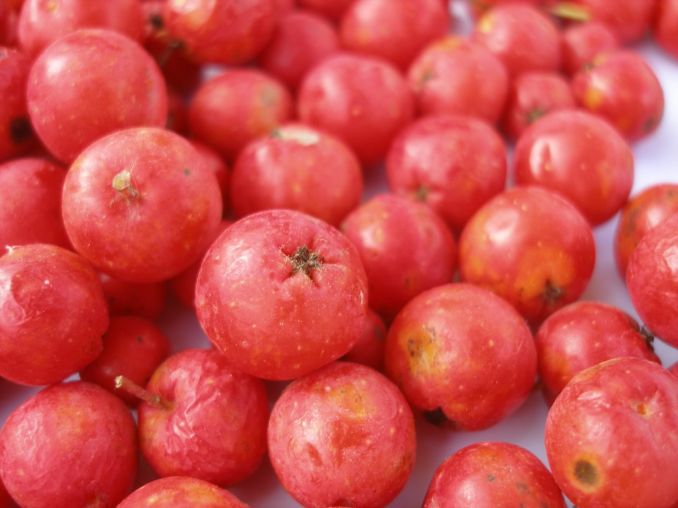 Šermukšnio ‘Moravskaja Krupnoplodnaja‘ vaisiai skanūs ir stambūs.