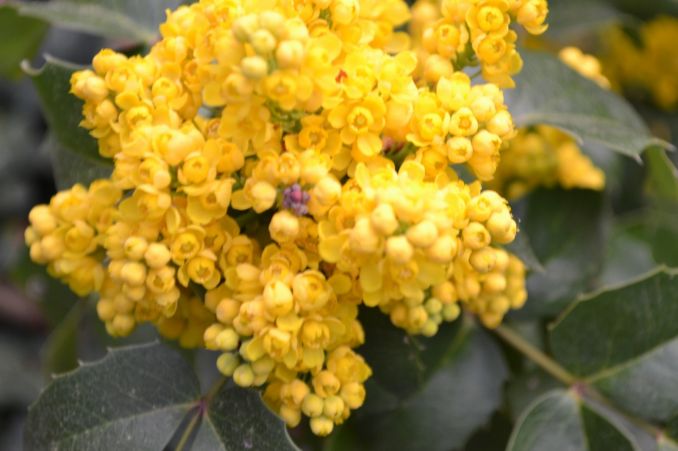 Dyglialapė mahonija pavasarį žydi gausiais, ryškiais ir kvapniais geltonais žiedais, o vėliau sunokina valgomus vaisius.