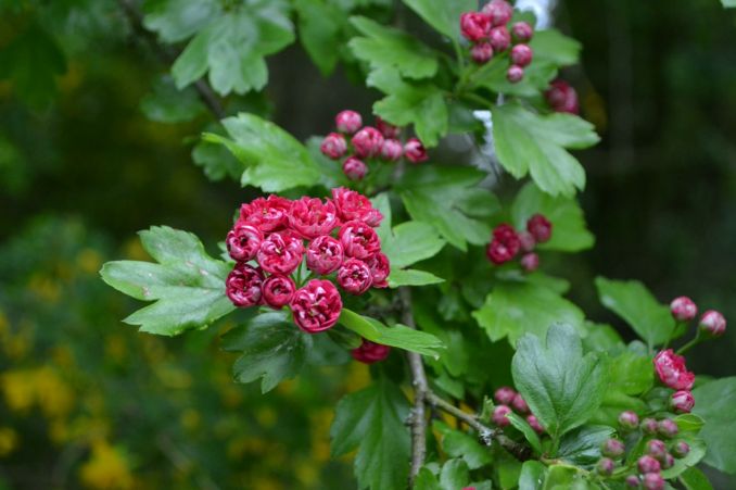 Viena iš puošniausių gudobelių, žydinčių rožiniais pilnaviduriais žiedais yra glotnioji gudobelė ‘Paul‘s Scarlet‘.