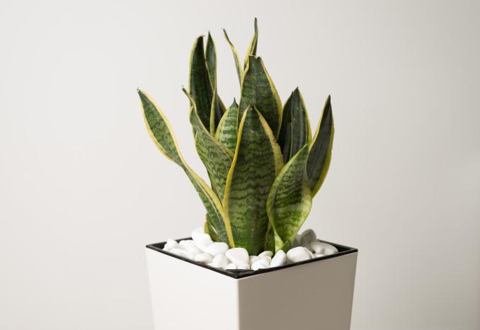 Sansevieria trifasciata