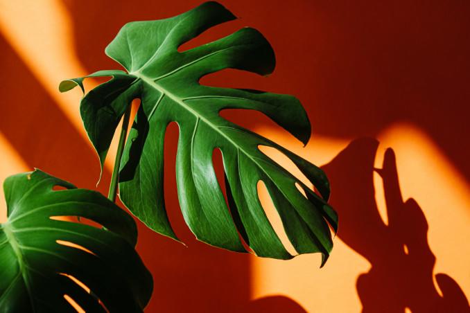 Monstera