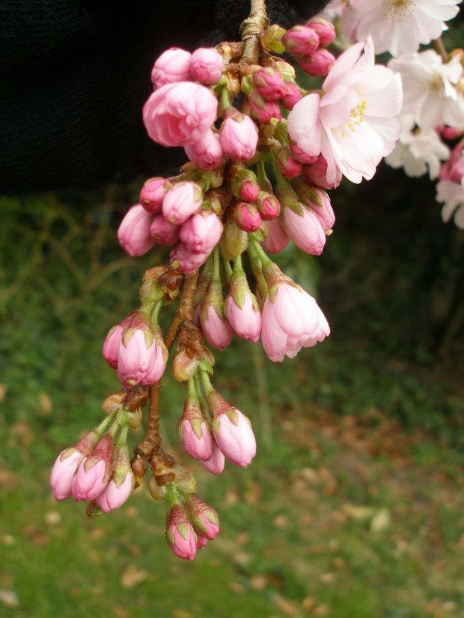 Ruošiasi sprogti sachalininės vyšnios/sakuros žiedai (Prunus sargentii) ‘Accolade’.
