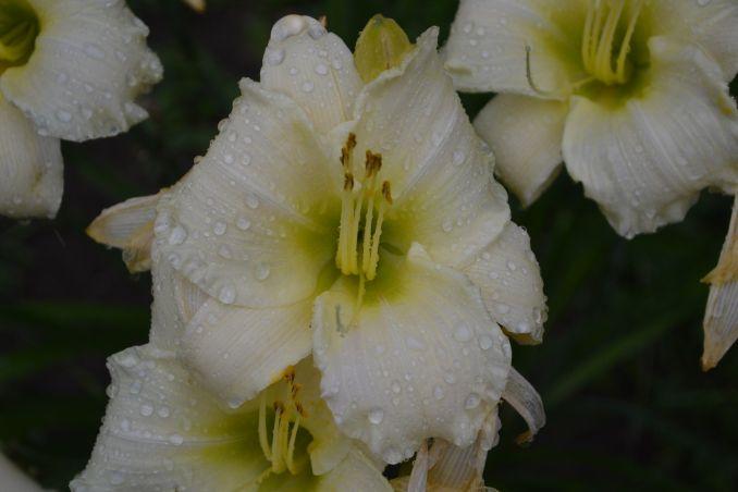 Viendienė 'Arctic Snow'.