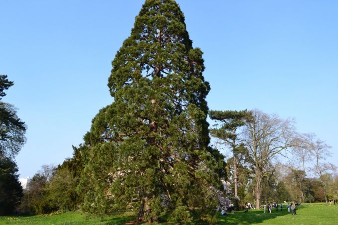 Didieji mamutmedžiai – populiarūs medžiai Europos šalių parkuose bei soduose. Šis auga Bagatelle parke Paryžiuje.