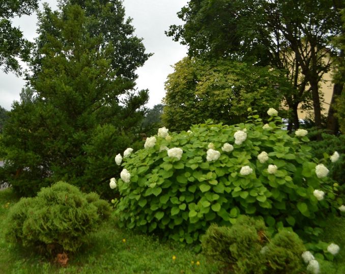 Šviesioji hortenzija Tauragės parke.