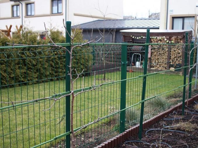 Obelų formavimas kardonais – horizontaliai tvirtinamos šakos
