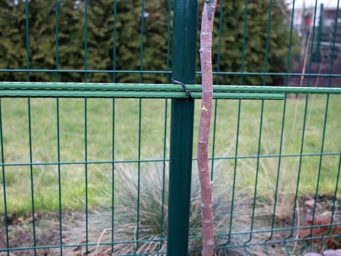 Pjauti reikia atsakingai ir atsargiai