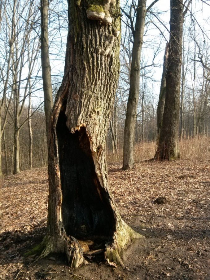 Medžiai yra be galo kantrūs: štai šis ąžuolas Aukštųjų Šančių parke net ir išdegintas piktavalių dar ilgai žaliavo, kol vėtra jį nulaužė.