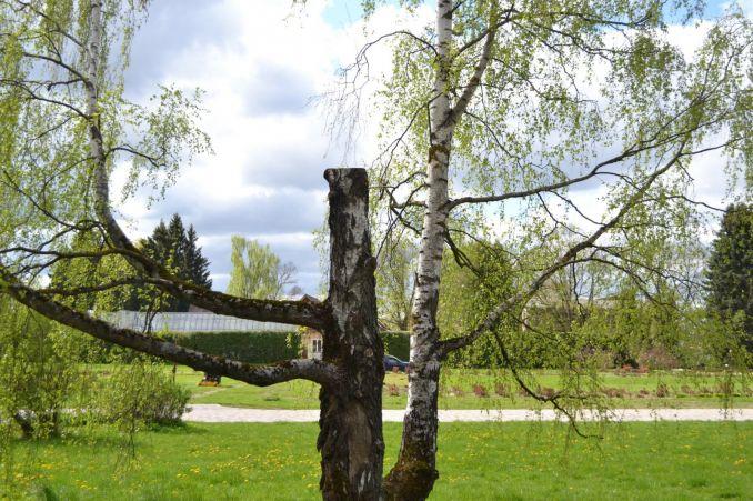 Beržo strampas - tarsi drastiškai nupjauta žmogaus galūnė.