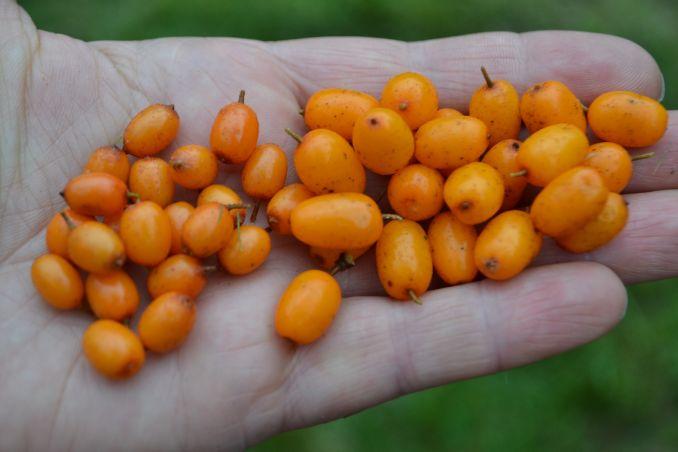 Kairėje pusėje įprastinio, o dešinėje - stambesnės veislės 'Botaniceskaja' šaltalankio uogos.
