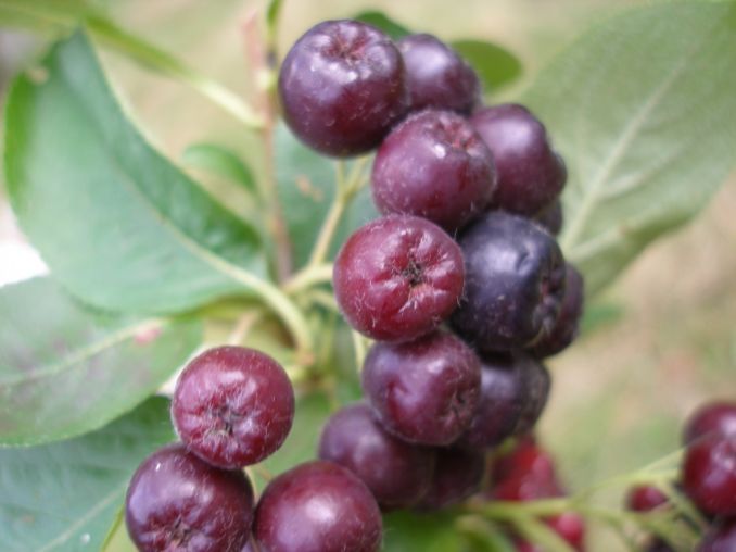 Juodavaisė aronija taip pat tinka sodinti valgomus vaisius nokinančiose gyvatvorėse.