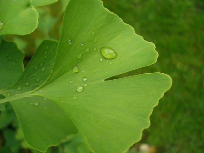 Dviskiautis ginkmedis.