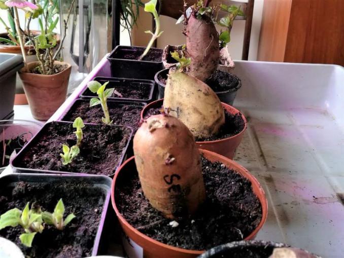 Šaknis išleidęs batatas iki pusės pasodinamas į vazonėlį su žeme ir laukiama, kol užaugs ilgi daigeliai