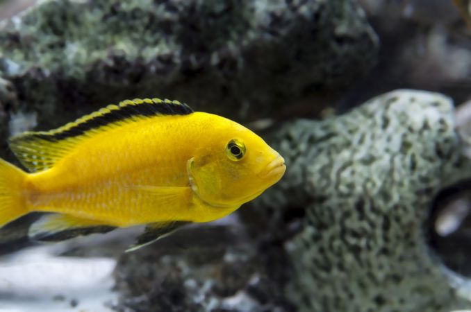 Afrikinis ciklidas (Labidochromis)