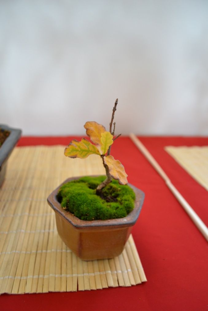 Kusamono - tai šalia bonsai dažnai statomas mažytis žolyno ar kito augaliuko indelis, kad sudarytų kontrastą ar vieningą kompoziciją.
