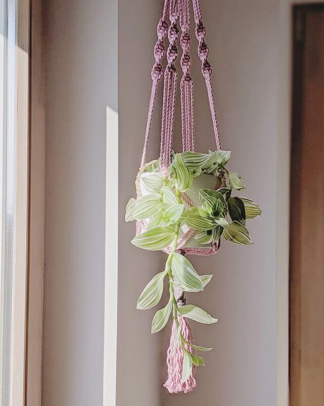 Tradeskantė (Tradescantia) ‘Tricolor’