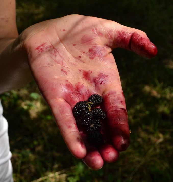 Juodojo šilkmedžio uogos labai skanios, jos panašios į gervuoges ar avietes, bet tepa pirštus kaip mėlynės.