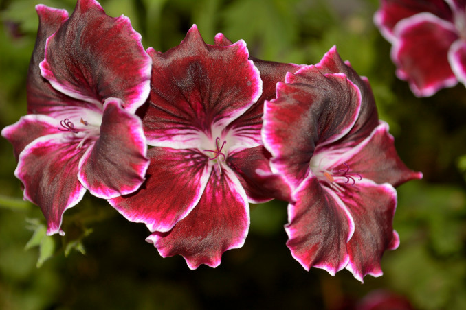 Pelargonijos