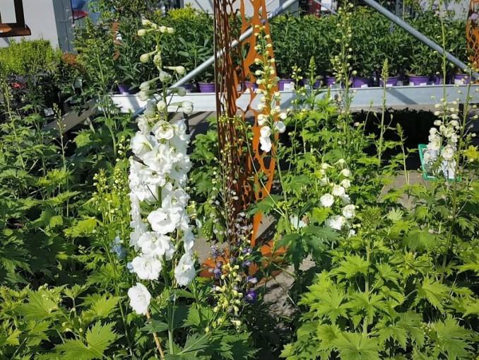 Baltas pentinius ‘Magic Fountain White’