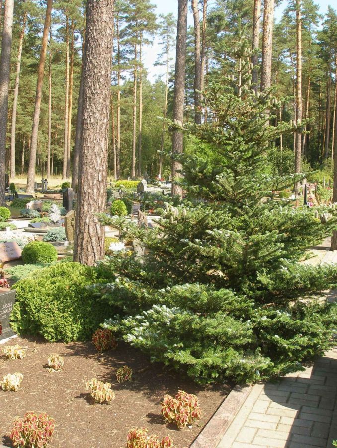 Korėjinis kėnis užaugs iki 5 - 10 m aukščio, tad kapuose geriau sodinti jo žemaūges veisles.